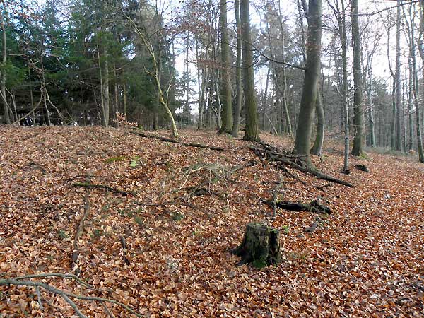 Ober-Beerbach, Schlösschen, Ringwall, Foto: Steinmetz 2013