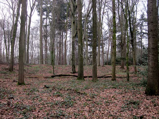 Standort in der Anlage mit Blick Richtung Westen. Foto Frank Both, 06.03.2016.