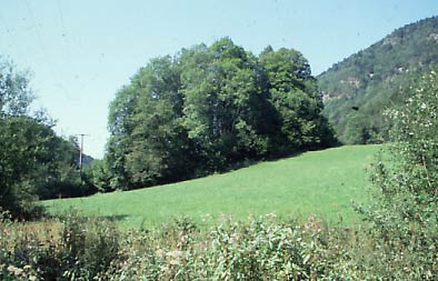 Ansicht der Burgstelle im Geh&ouml;lz vom Tal aus (H. Wagner 18.8.2005).